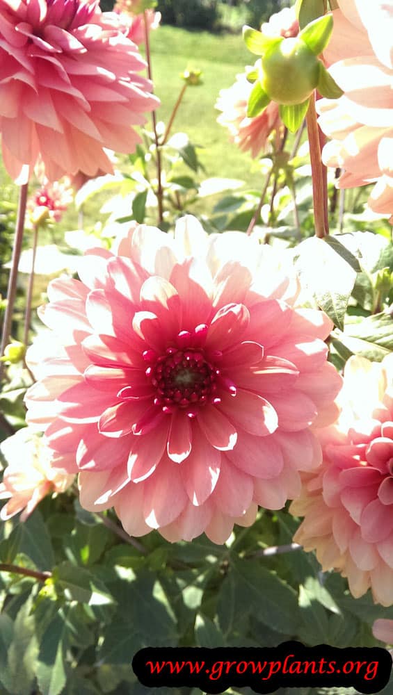 Dahlia chateau de la bourdaisiere flower