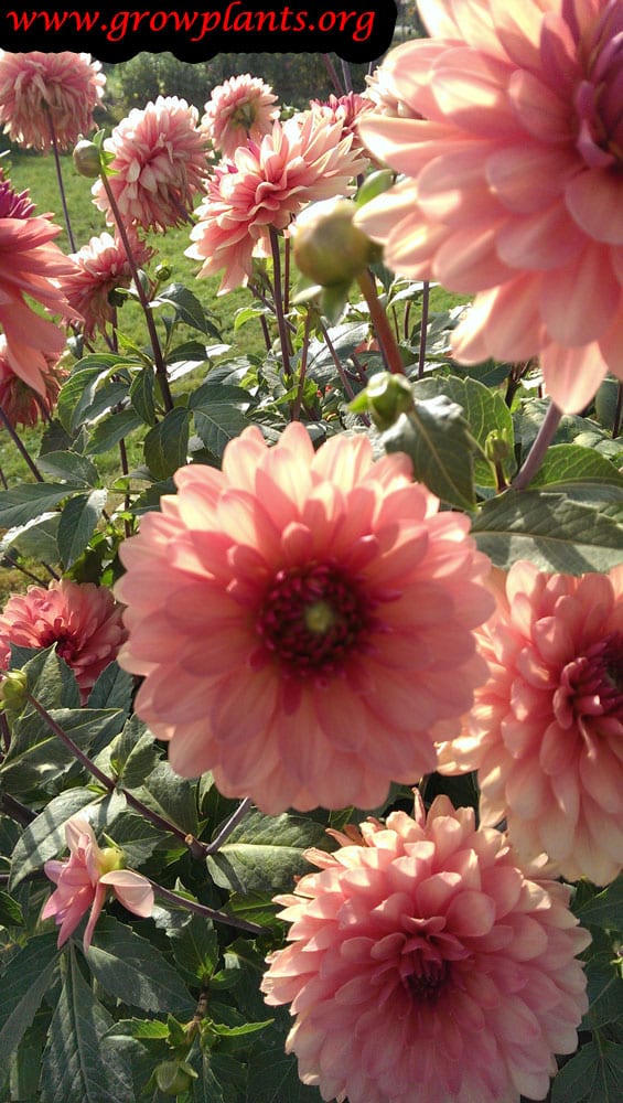 Growing Dahlia chateau de la bourdaisiere