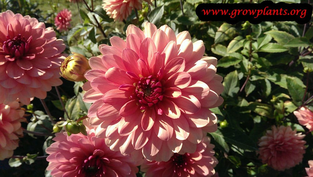 Dahlia chateau de la bourdaisiere plant care