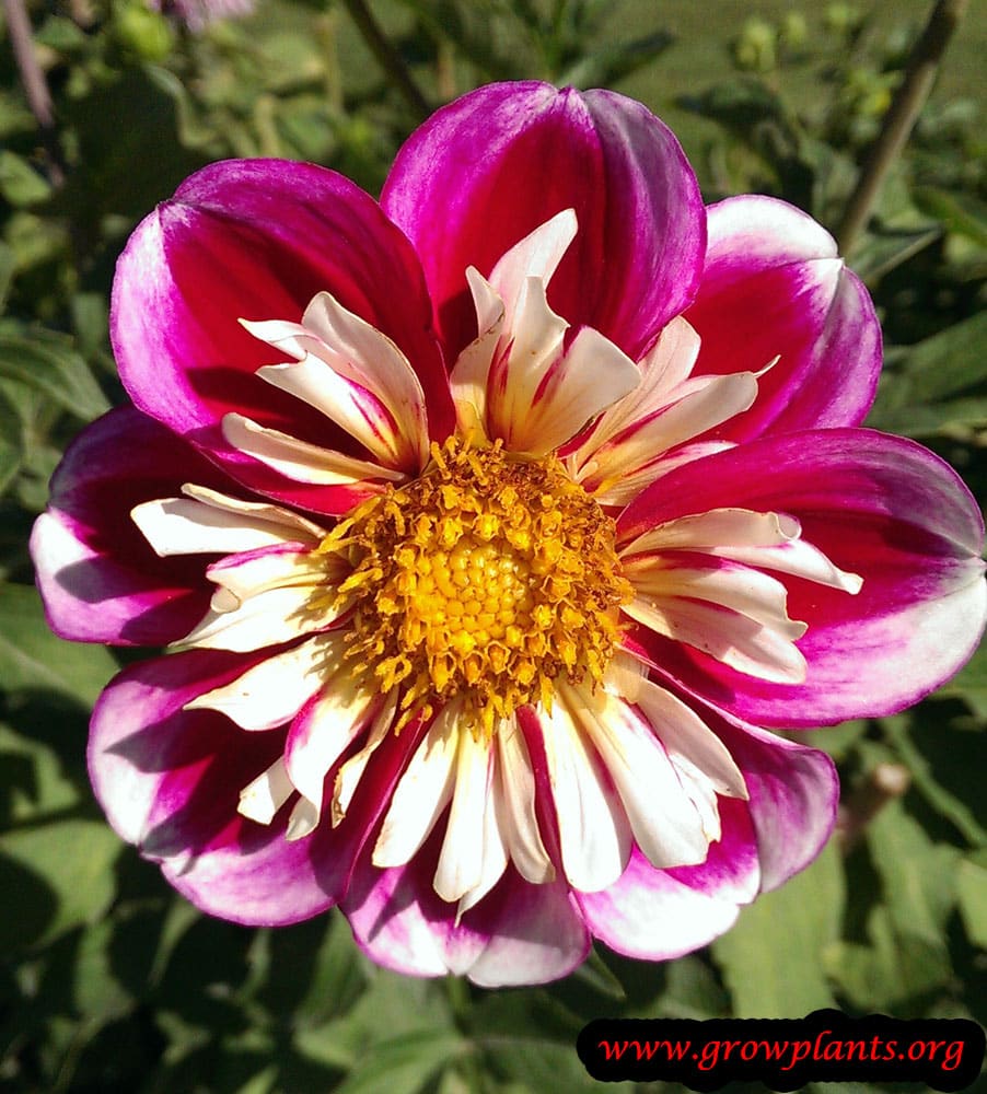 Dahlia collarette