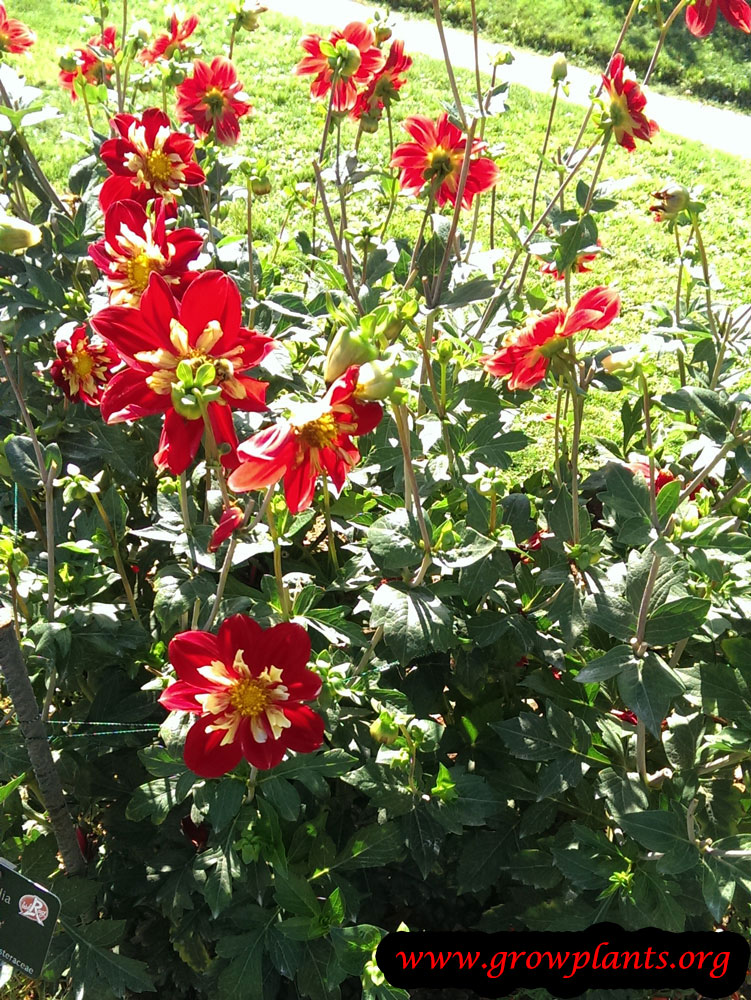 Growing Dahlia collarette