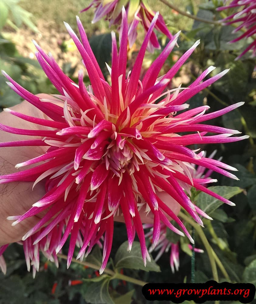 Dahlia colorama