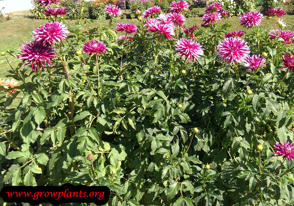 Growing Dahlia colorama