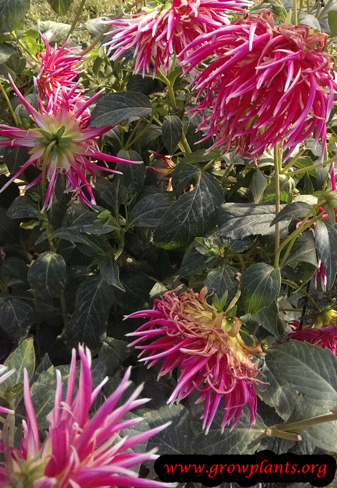 Dahlia colorama flower