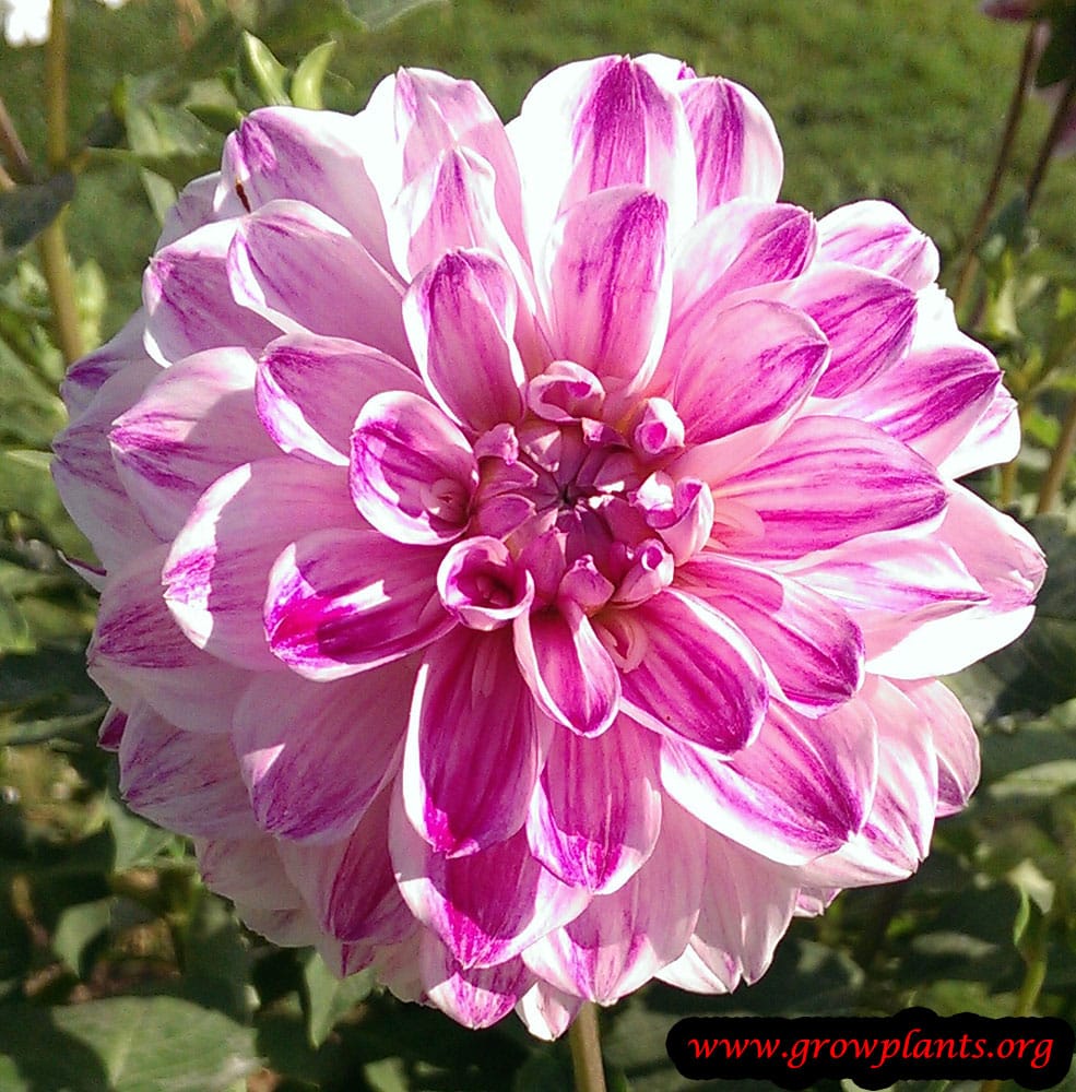 Dahlia decorative