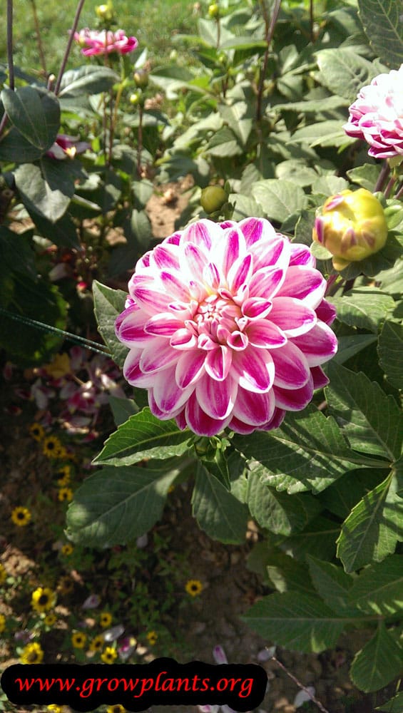Growing Dahlia decorative