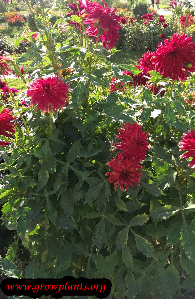 Dahlia decorative plant care