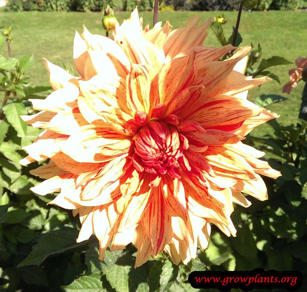 Dahlia decorative flower