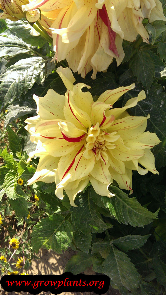 Dahlia decorative yellow red flower