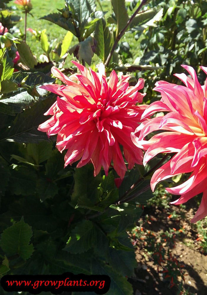 Dahlia decorative pink flower