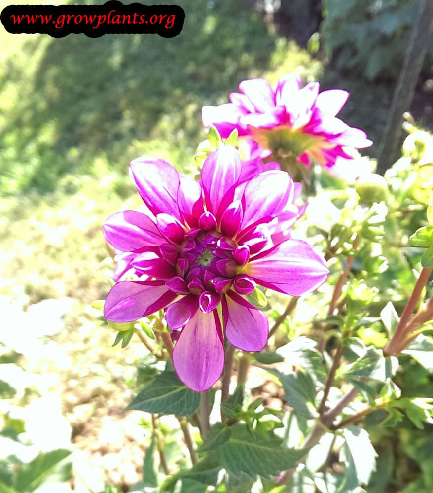 Dahlia decorative purple flower