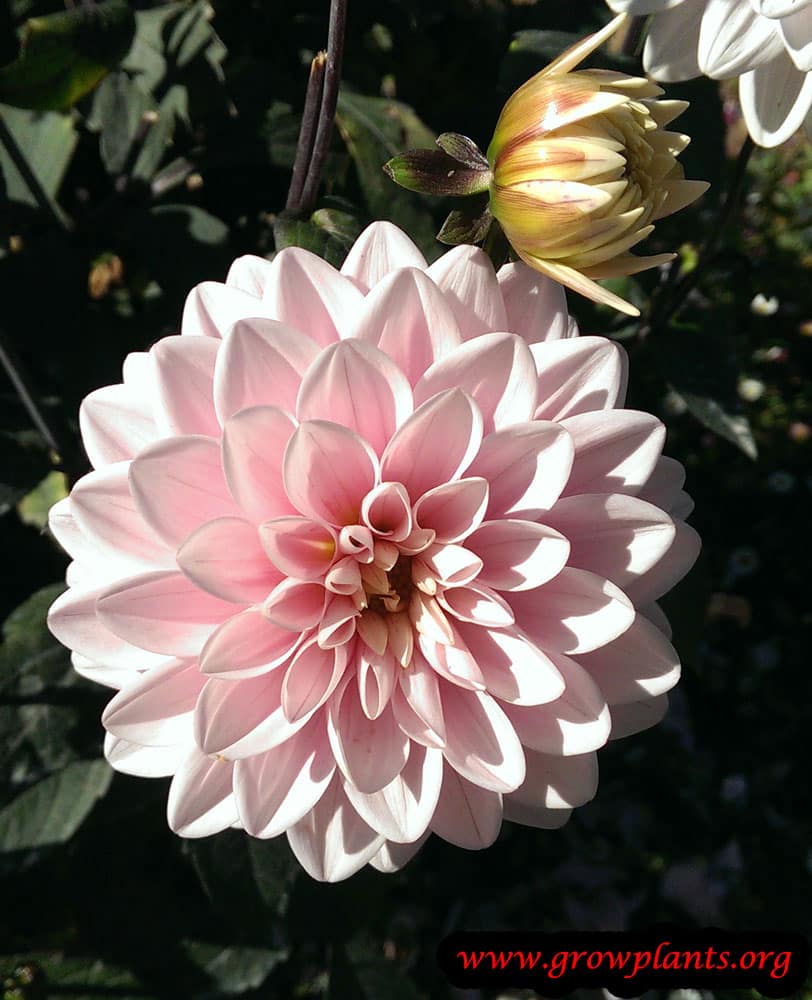 Dahlia decorative pink flower