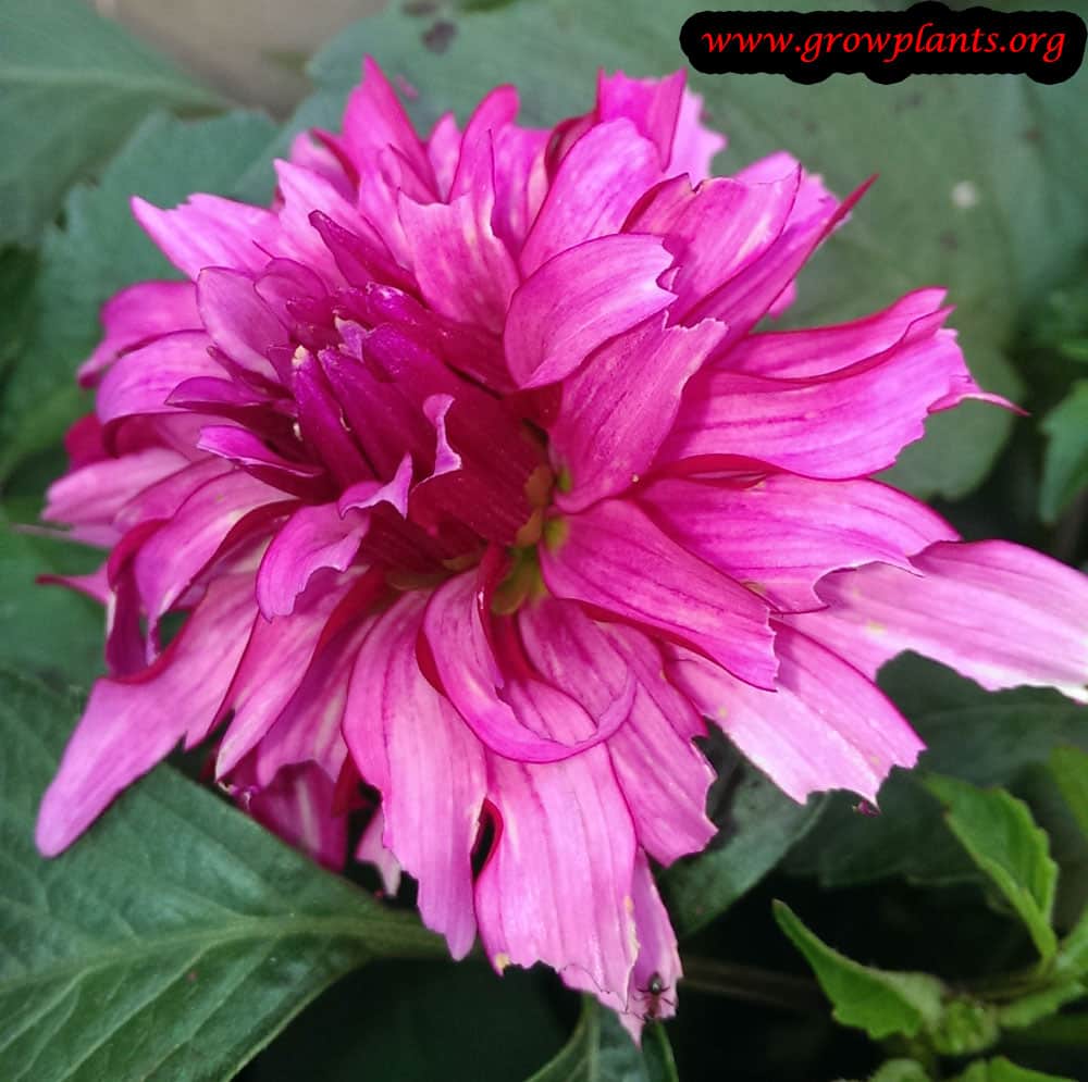 Dahlia double orchid