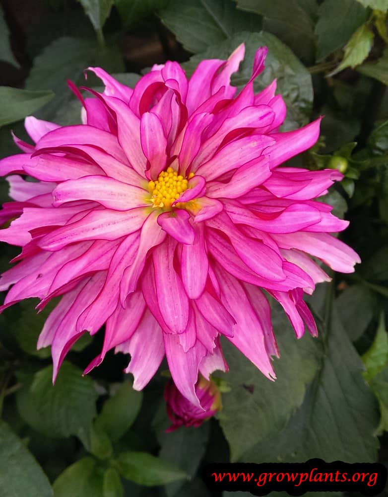 Dahlia double orchid flower