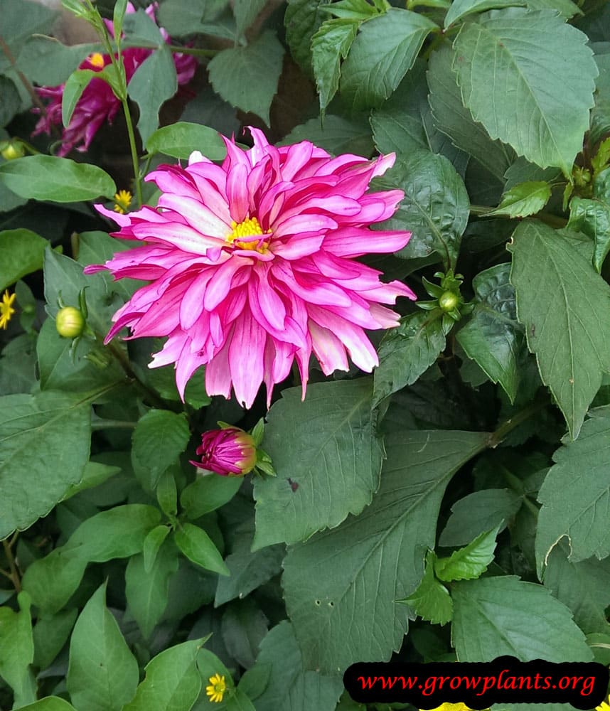 Dahlia double orchid plant care