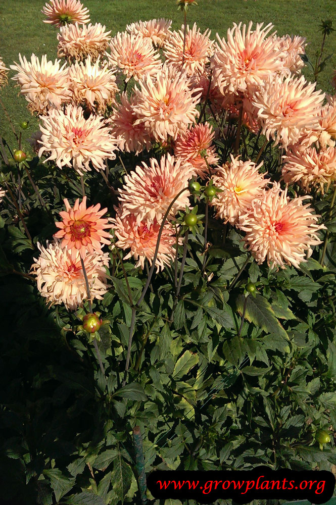 Dahlia douce amie