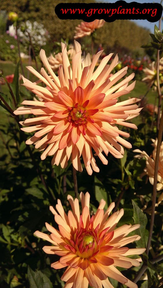 Dahlia douce amie flower