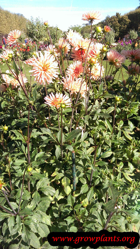 Growing Dahlia douce amie