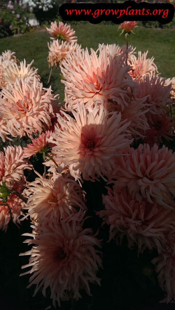 Dahlia douce amie plant care