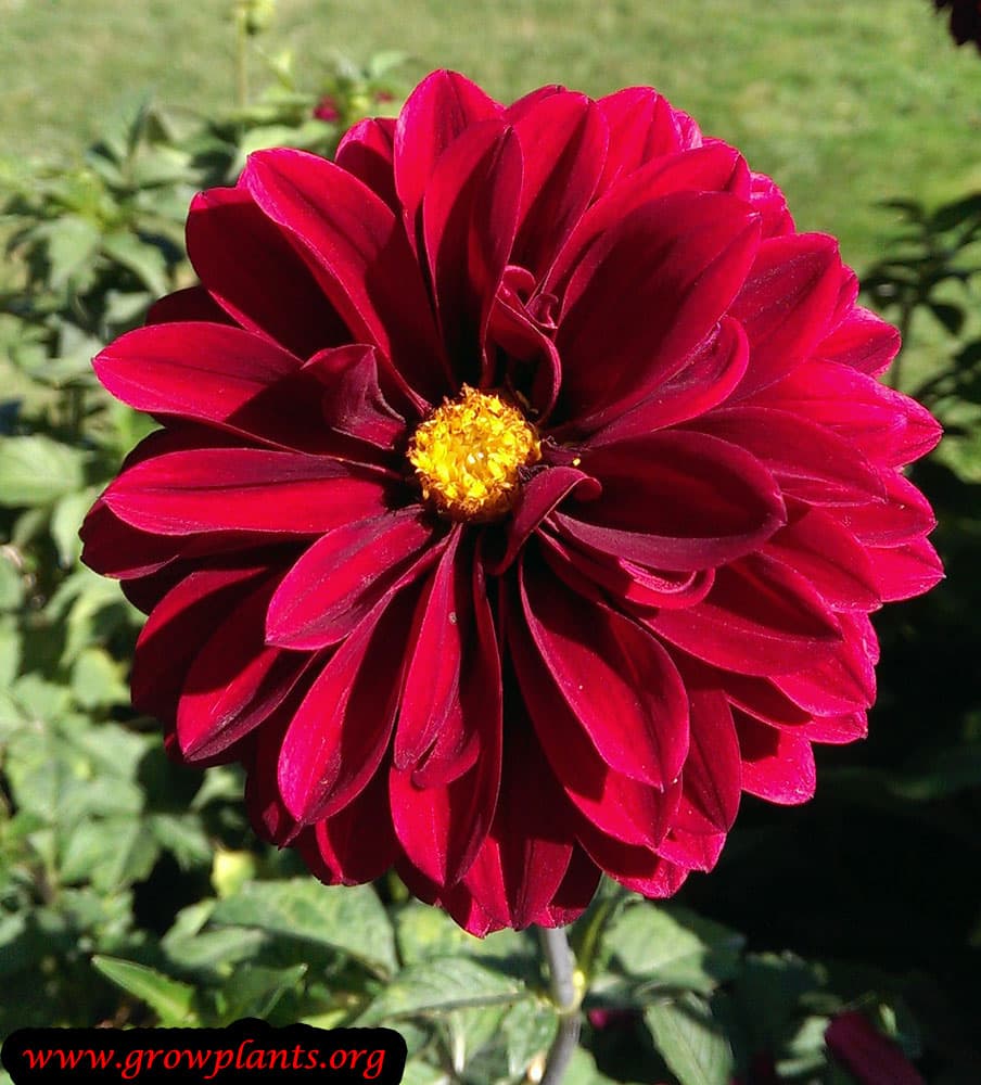 Dahlia faro