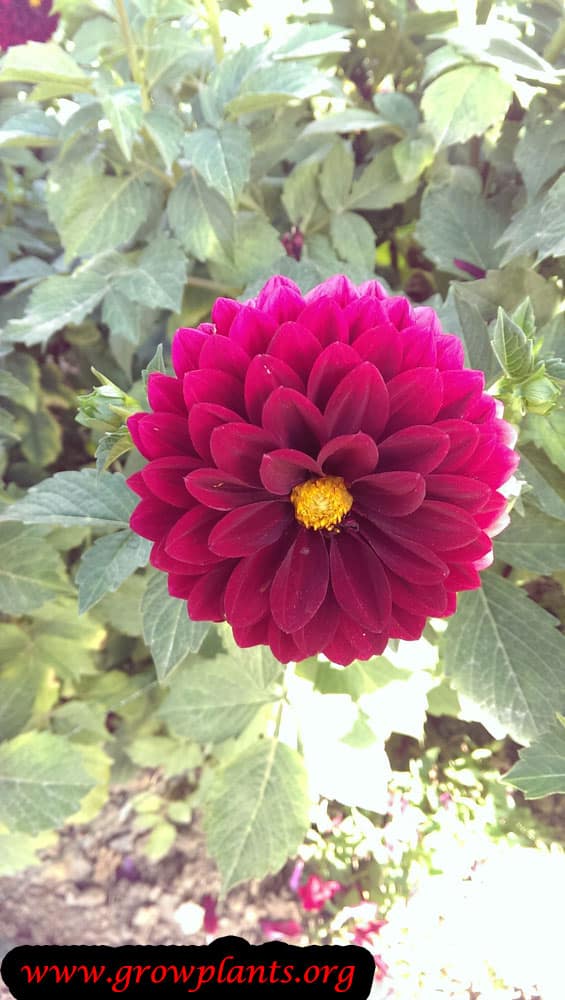 Dahlia faro flower
