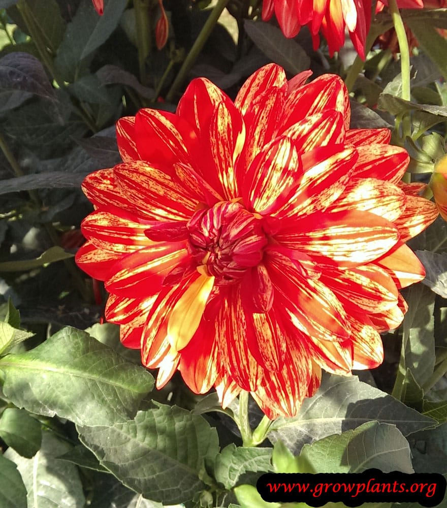 Dahlia feu follet
