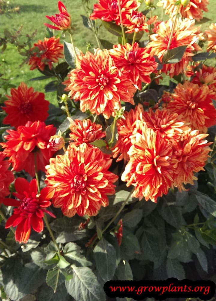 Dahlia feu follet plant care