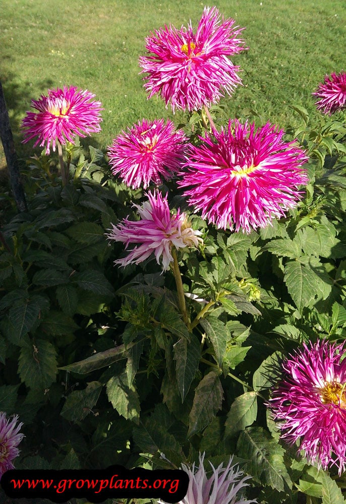 Dahlia fimbriated - How to grow &amp; care