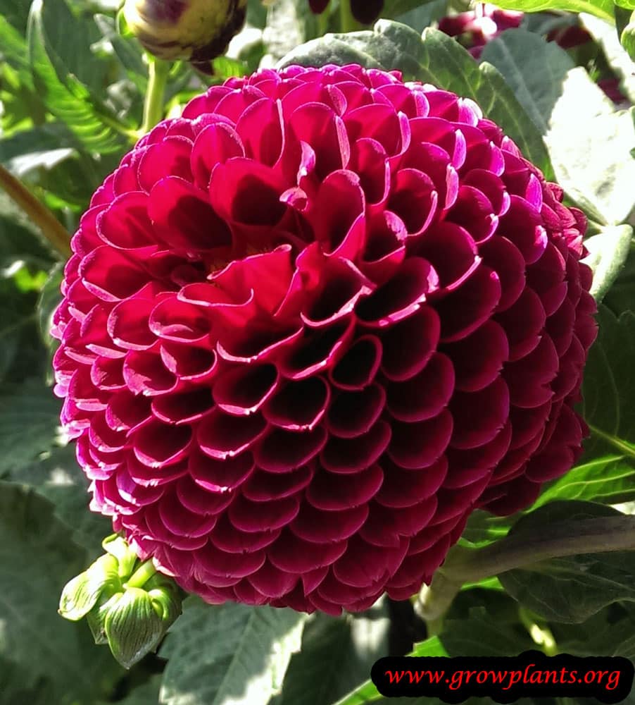 Dahlia jowey mirella