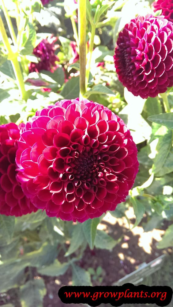 Dahlia jowey mirella flower
