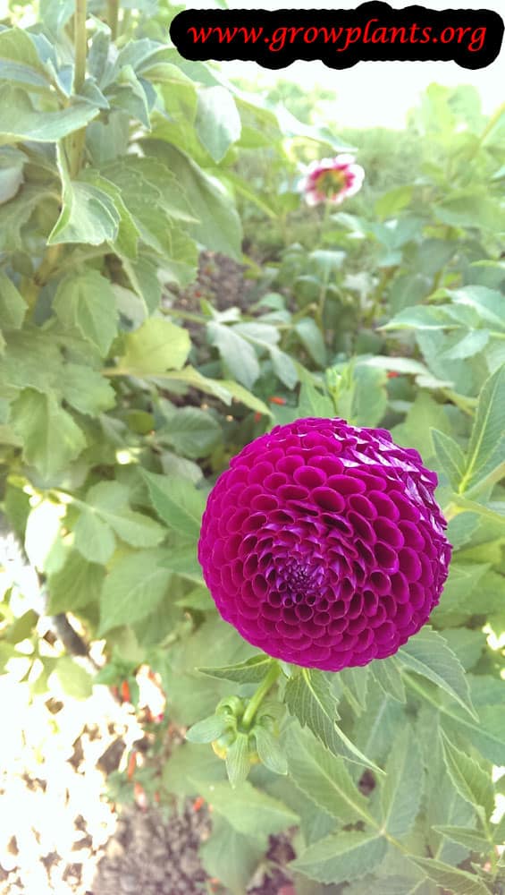 Dahlia jowey mirella plant care