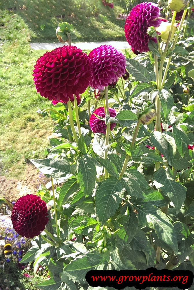 Dahlia jowey mirella plant