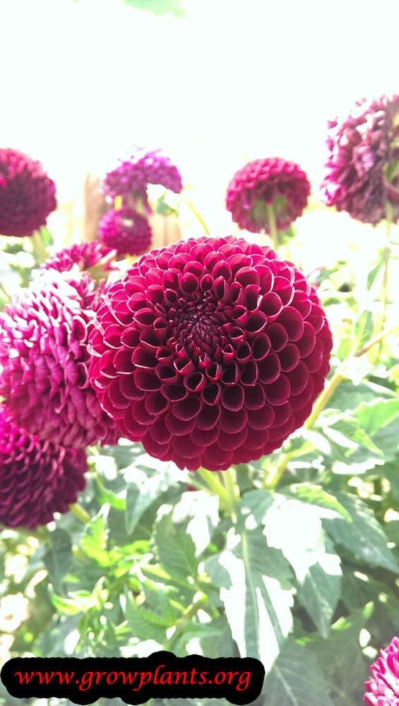 Dahlia jowey mirella plant grow and care