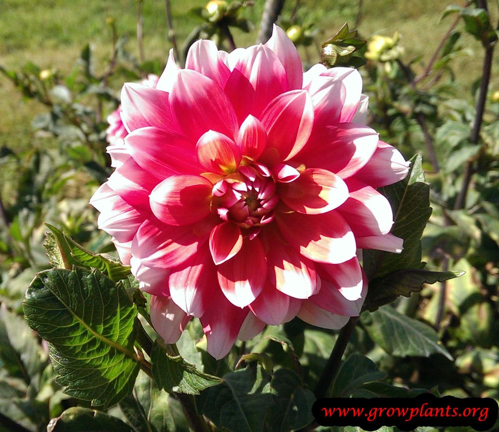 Dahlia milk shake
