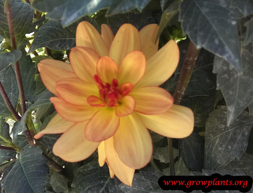 Dahlia millefleurs flower