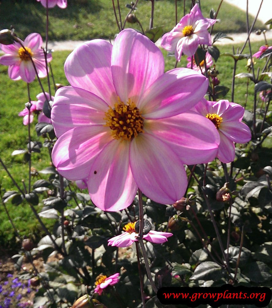 Dahlia mystic dreamer