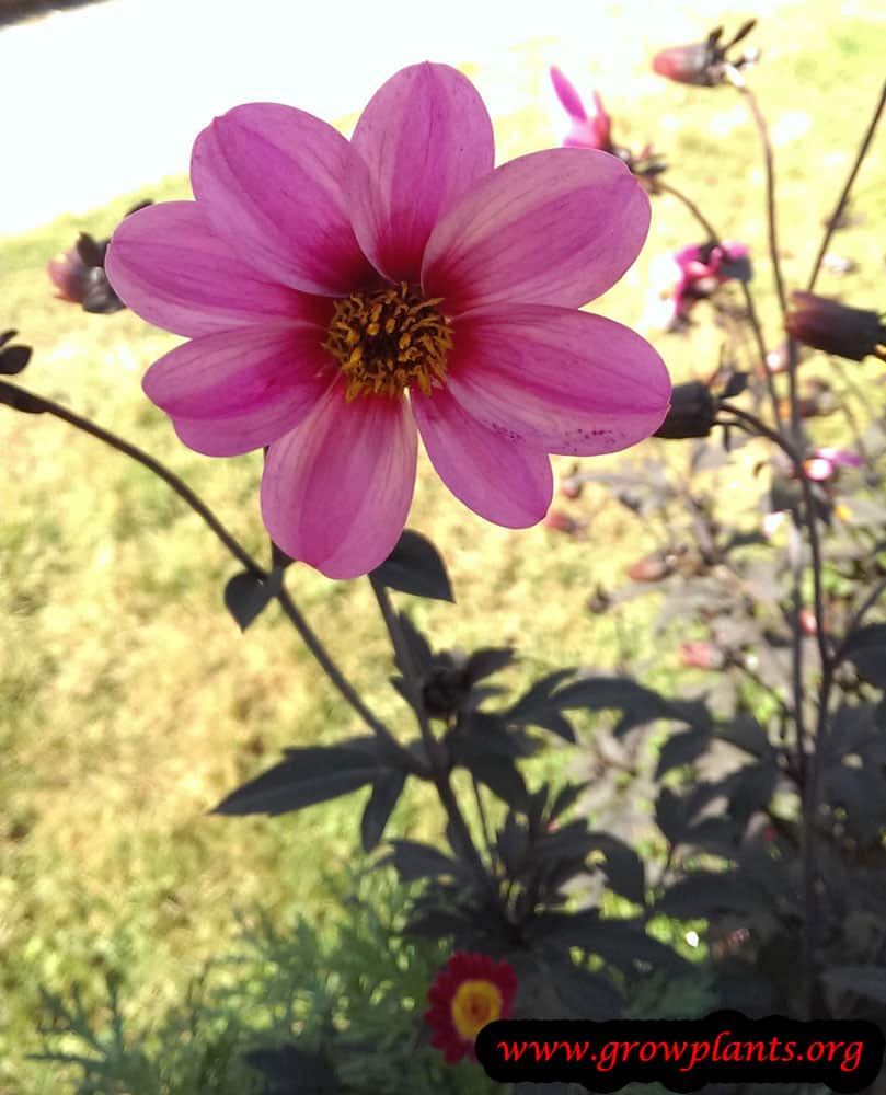 Dahlia mystic dreamer flower