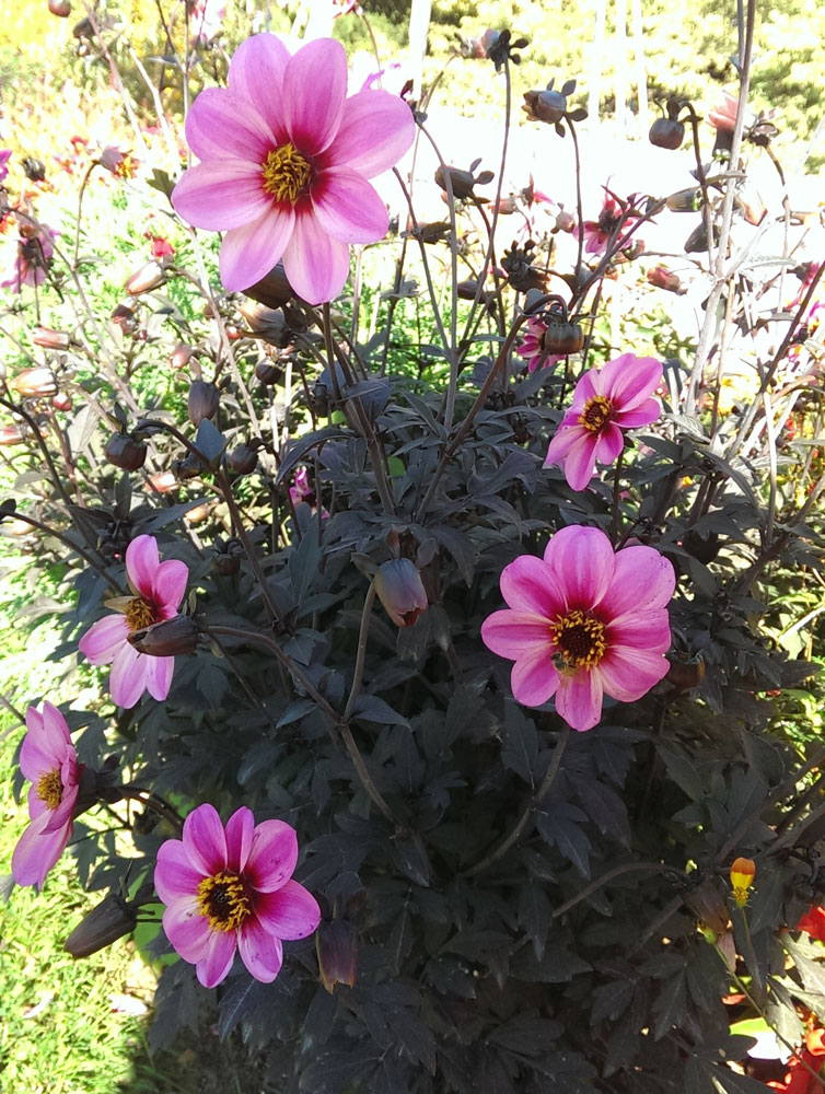 Growing Dahlia mystic dreamer flower