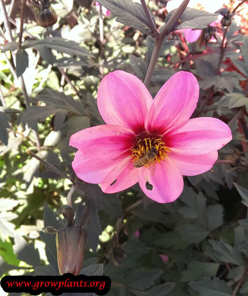 Dahlia mystic dreamer plant