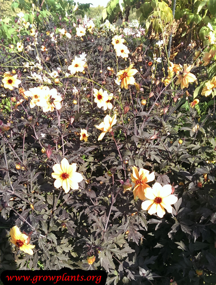 Growing Dahlia mystic illusion flower