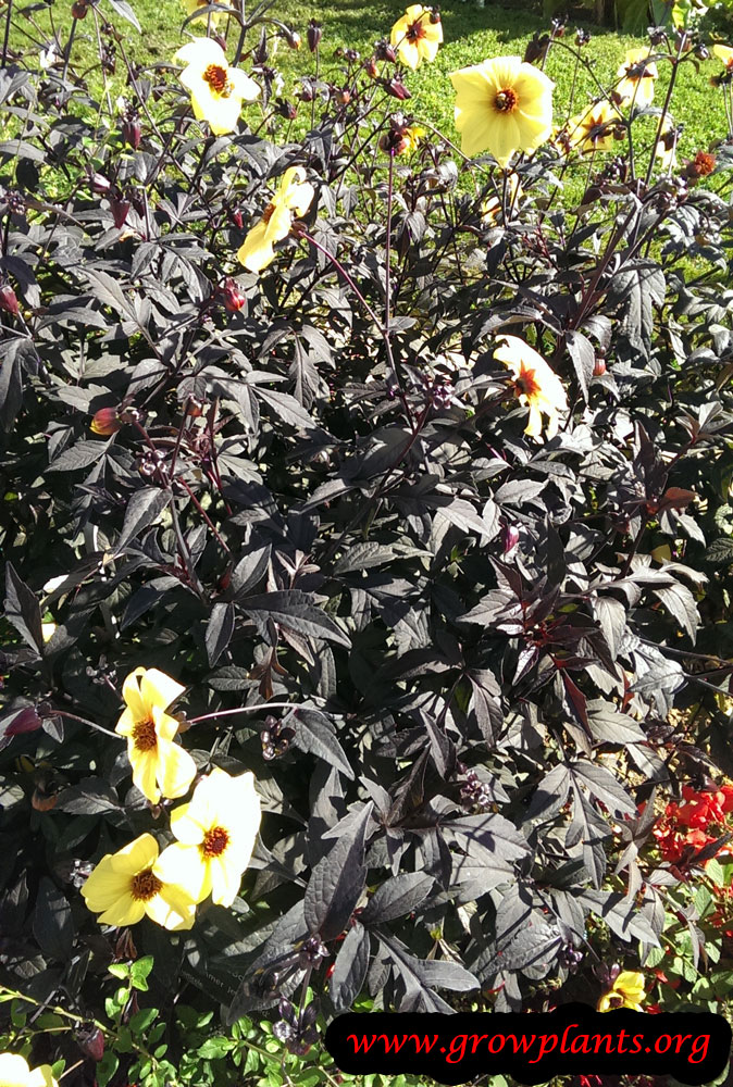 Dahlia Mystic illusion - How to grow & care