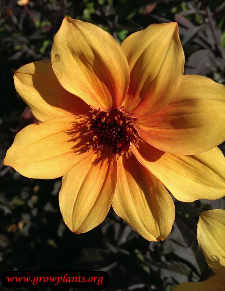 Dahlia mystic spirit