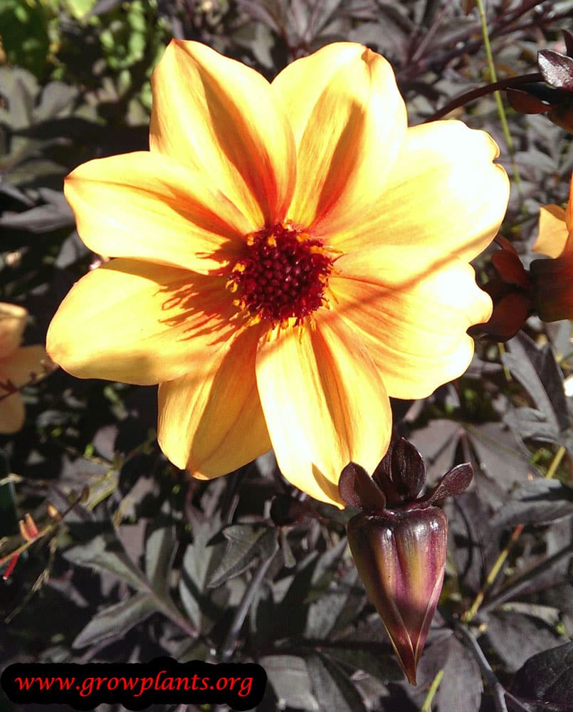 Dahlia mystic spirit flower