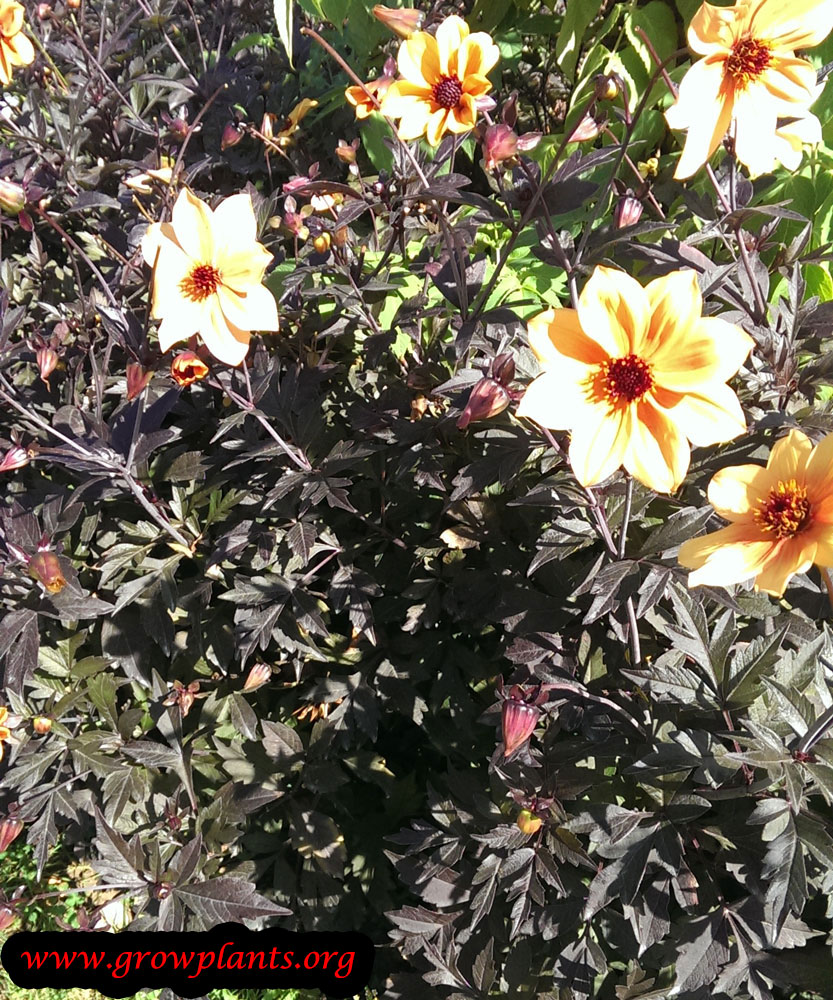 Growing Dahlia mystic spirit