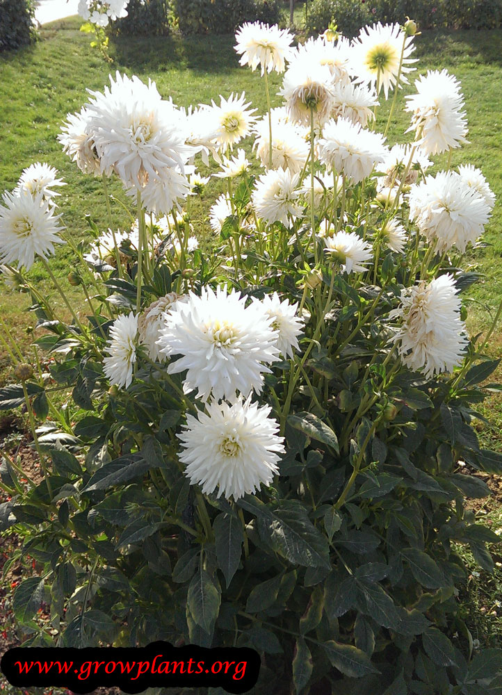 Dahlia orion