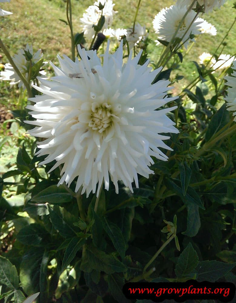 Dahlia orion flowers