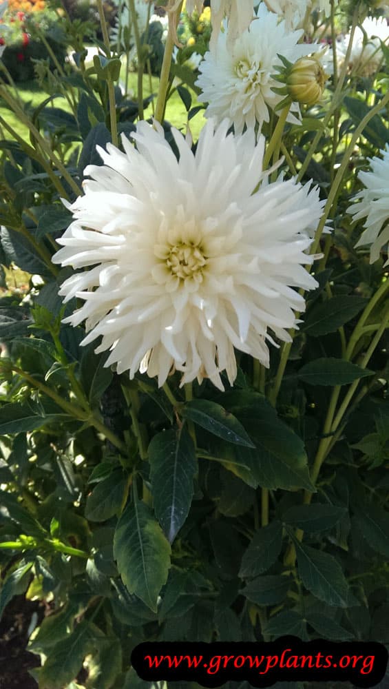 Growing Dahlia orion flowers