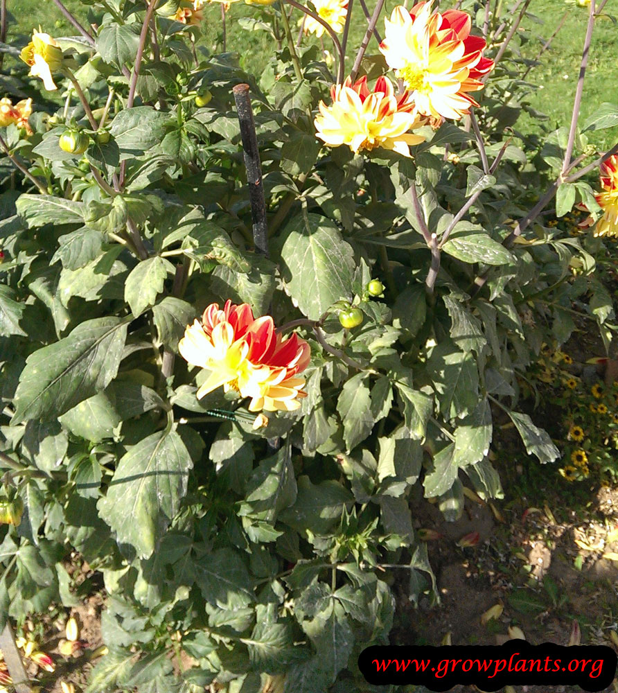 Growing Dahlia peony