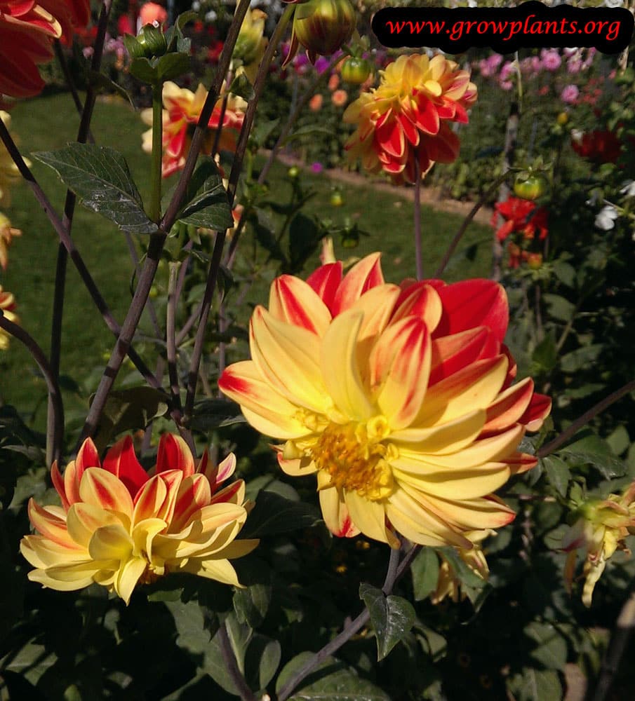 Dahlia peony flower