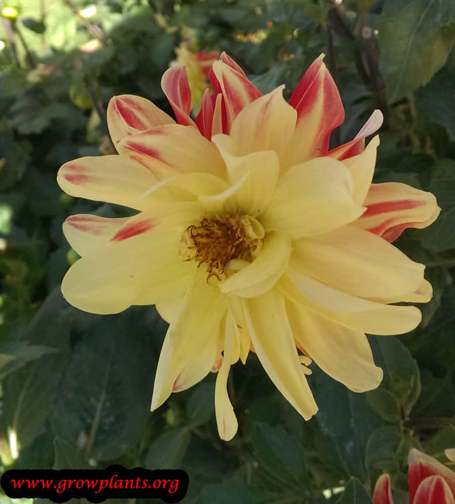 Dahlia peony plant care